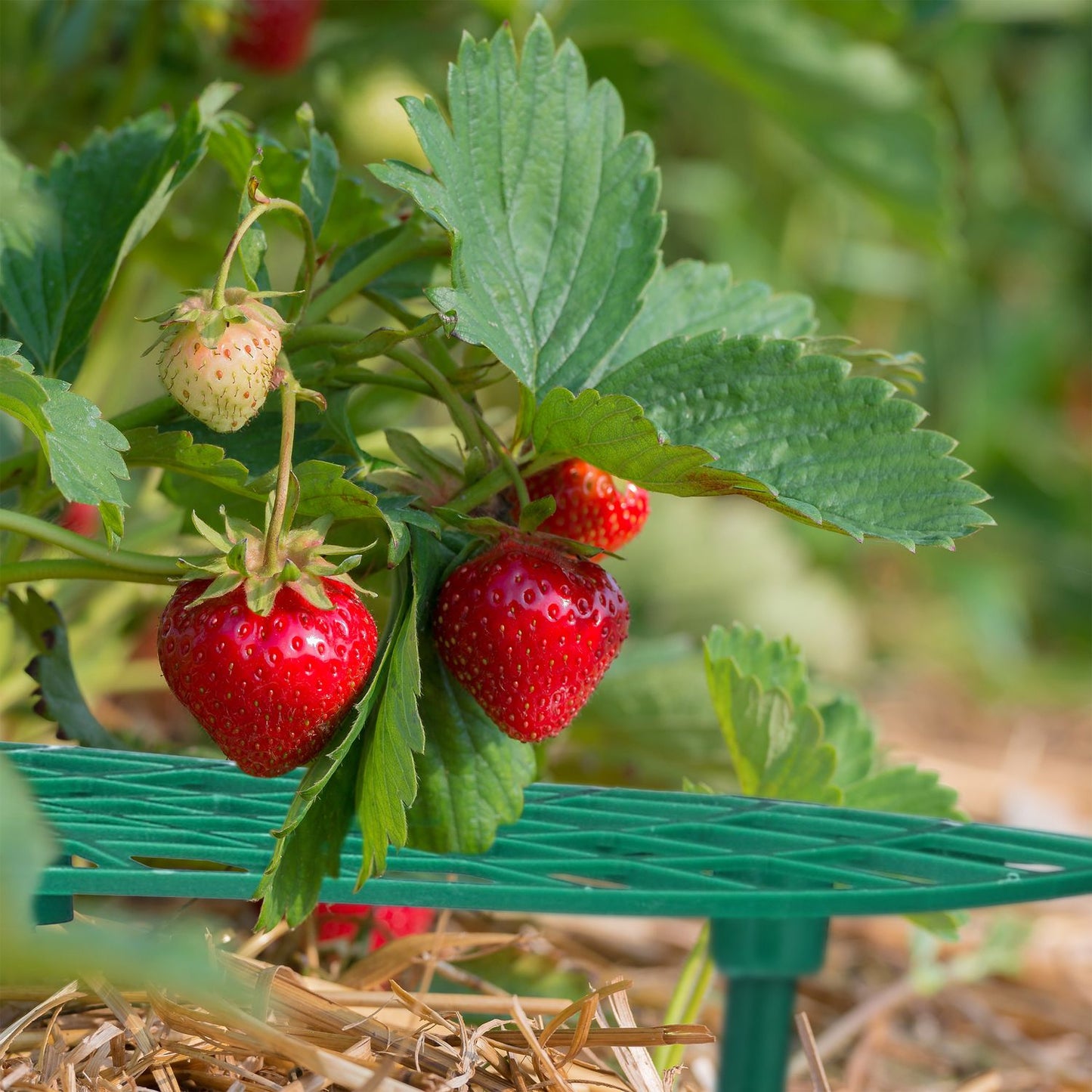 6x Strawberry Supports