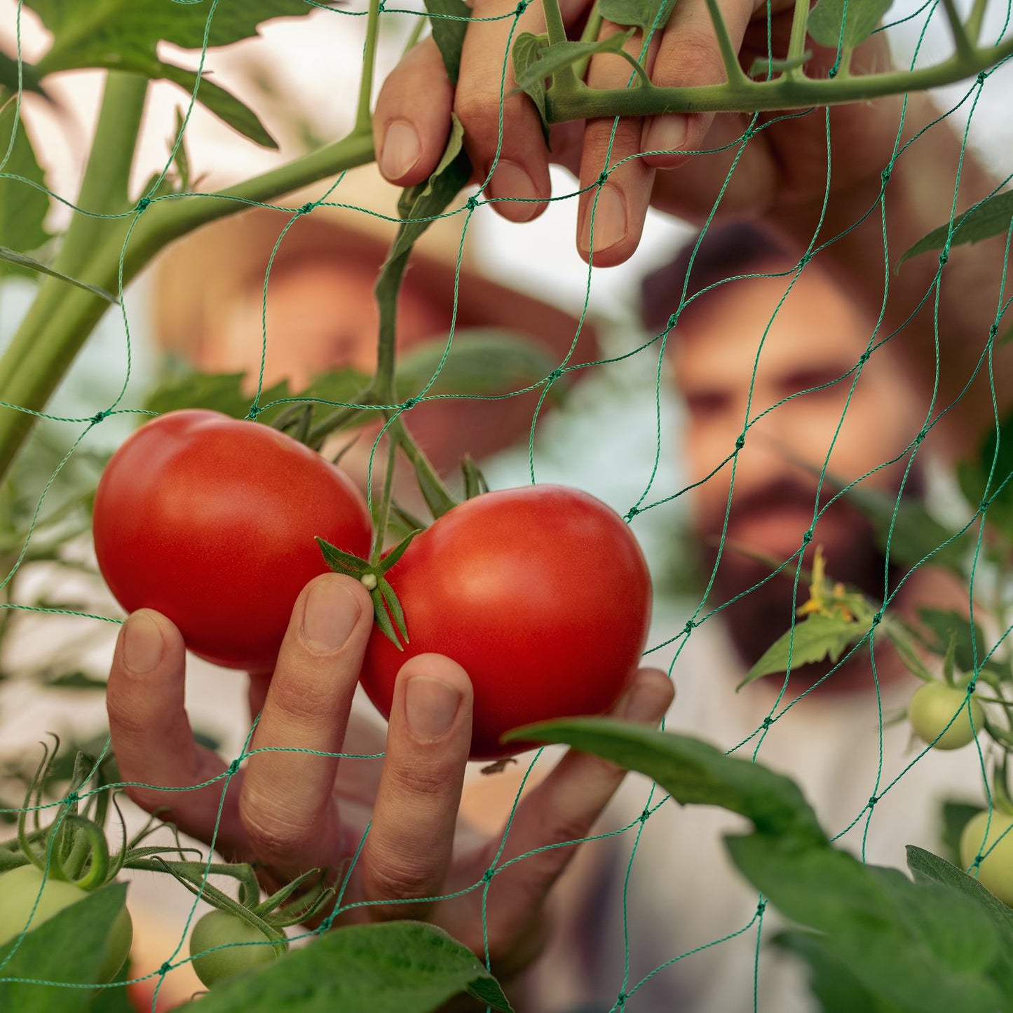 <p>Enhance your garden's productivity with our durable creeper net, designed to support cucumbers, tomatoes, and climbing plants. This net ensures robust growth and abundant harvests for your garden.</p>
<ul>
<li>Boost plant growth with reliable support.