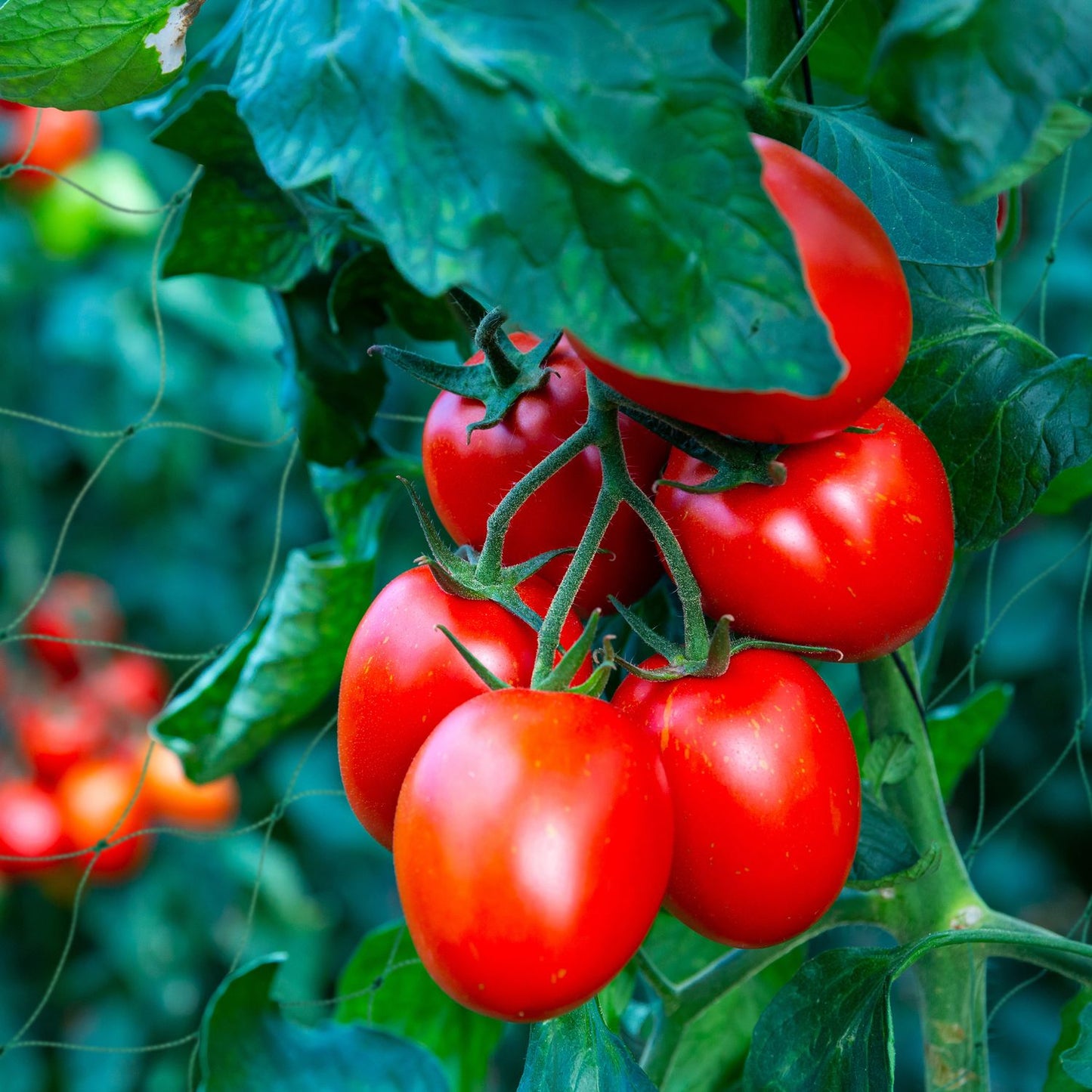 <p>Enhance your garden's productivity with our durable creeper net, designed to support cucumbers, tomatoes, and climbing plants. This net ensures robust growth and abundant harvests for your garden.</p>
<ul>
<li>Boost plant growth with reliable support.