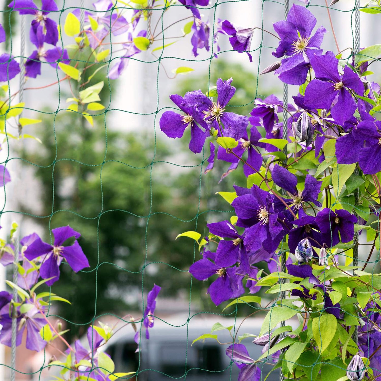 <p>Enhance your garden's productivity with our durable creeper net, designed to support cucumbers, tomatoes, and climbing plants. This net ensures robust growth and abundant harvests for your garden.</p>
<ul>
<li>Boost plant growth with reliable support.