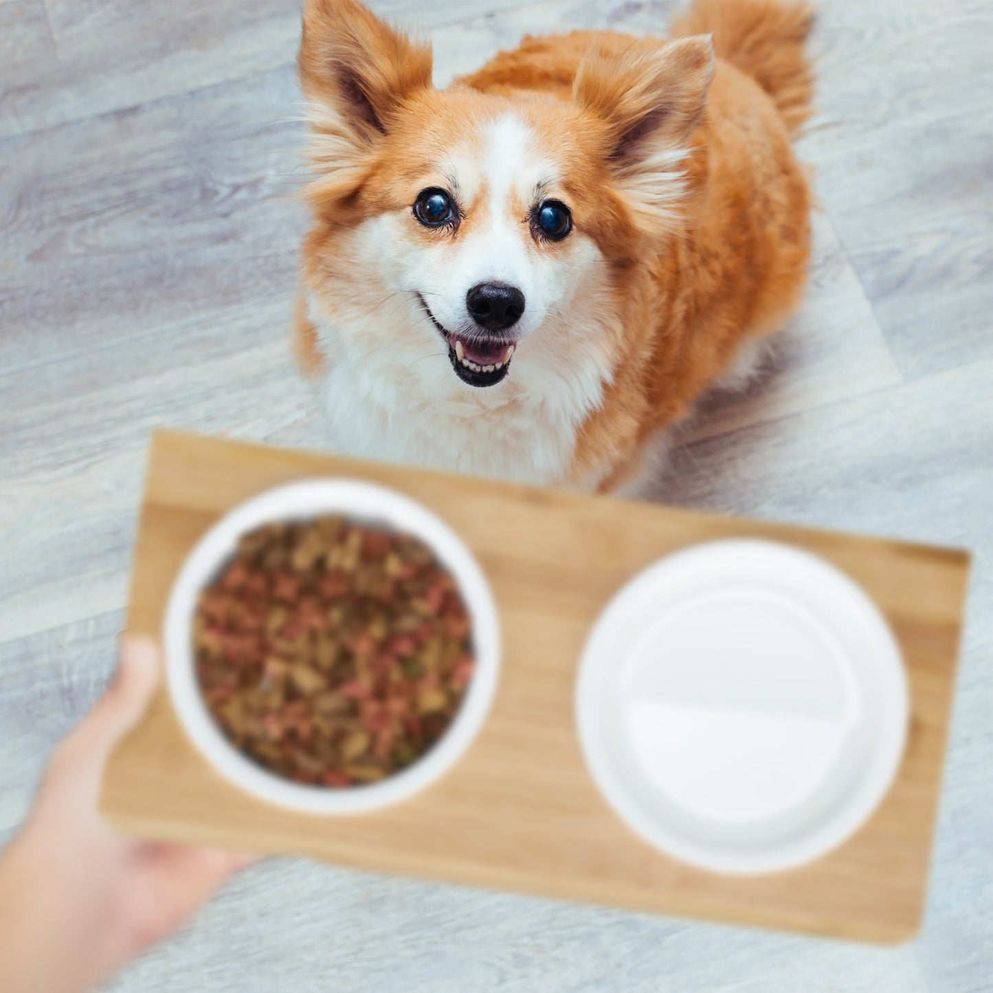 Feeding Station with Ceramic Bowls