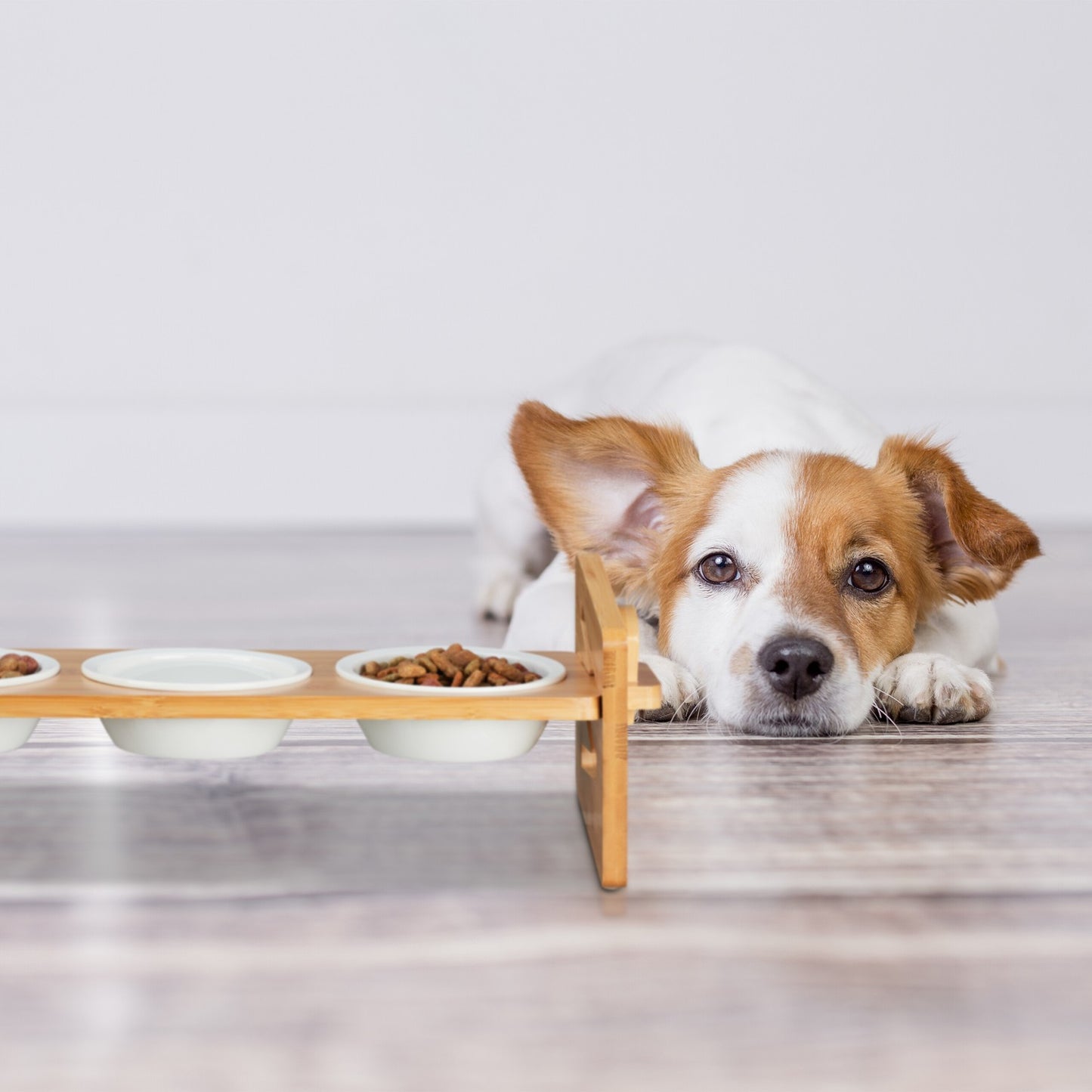 Feeding station for dogs adjustable in height