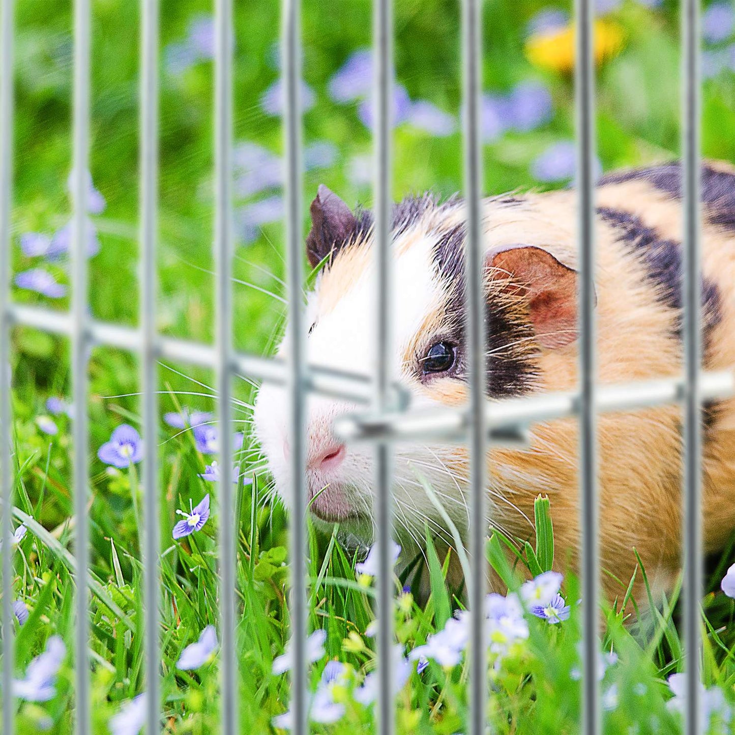 Free-range enclosure Small animals silver