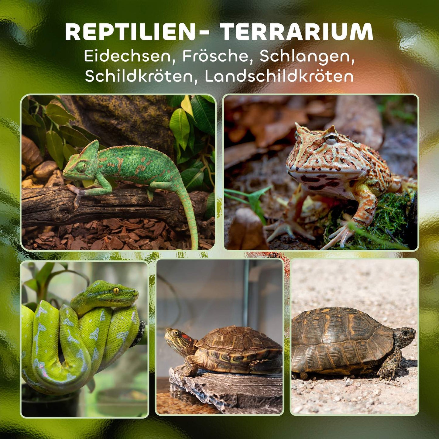 Glass Terrarium for Reptiles, Waterproof Base, Secure Lock