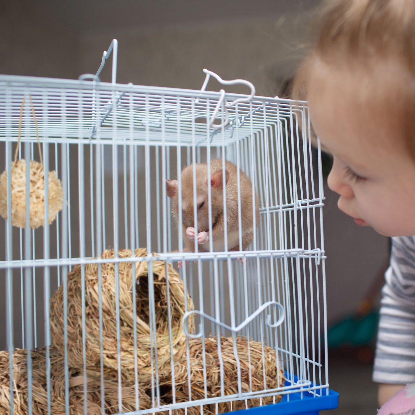 Hamster Accessories Set 5 pcs.