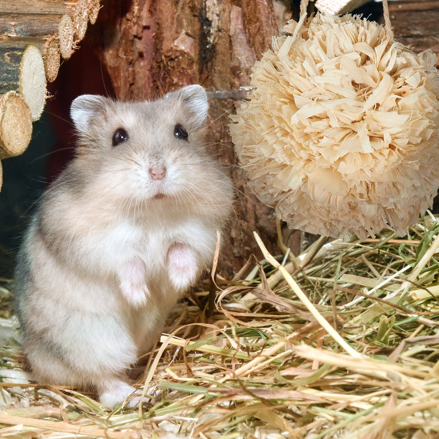 Hamster Accessories Set 5 pcs.