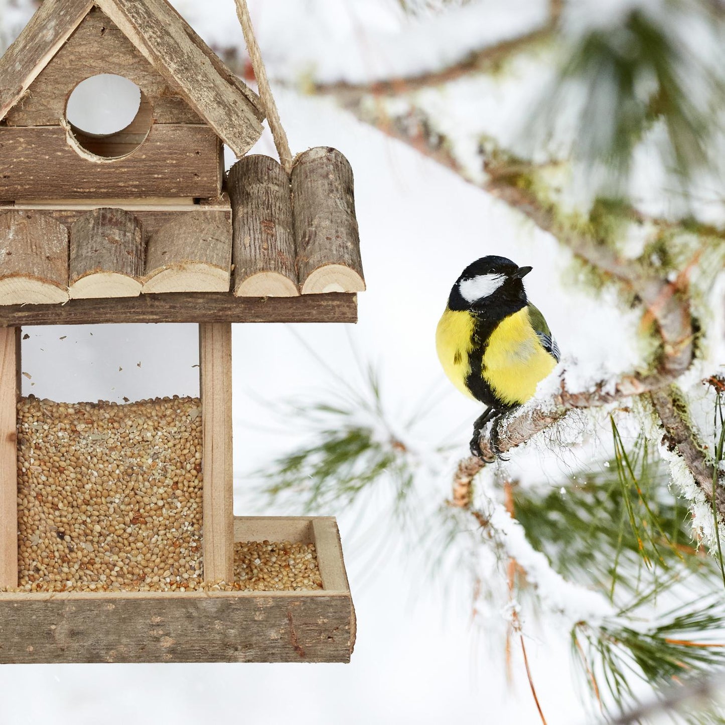 Hanging Bird Feeder House