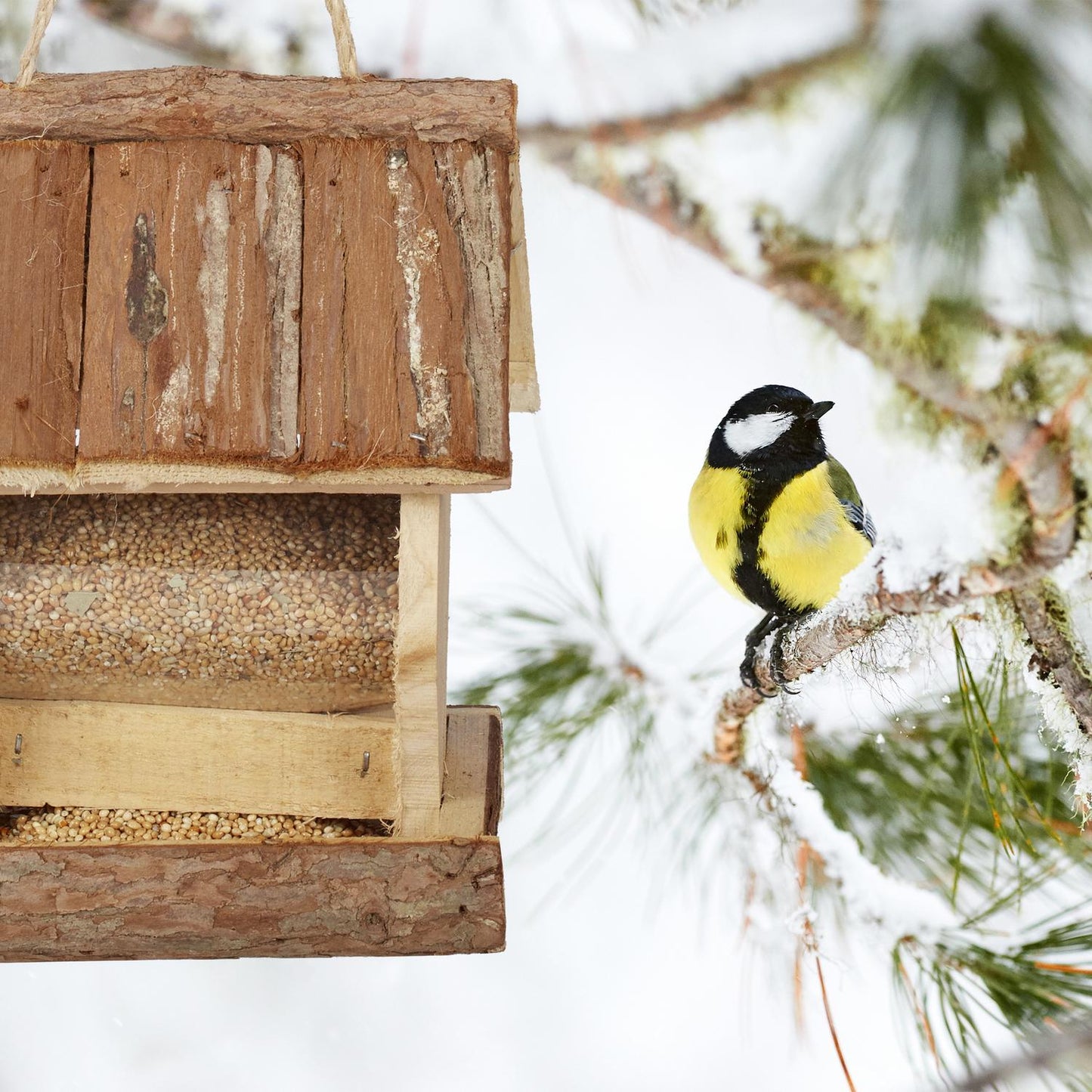 Hanging bird feeder