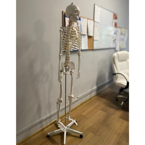 Human skeleton - 170cm Malatec 22583