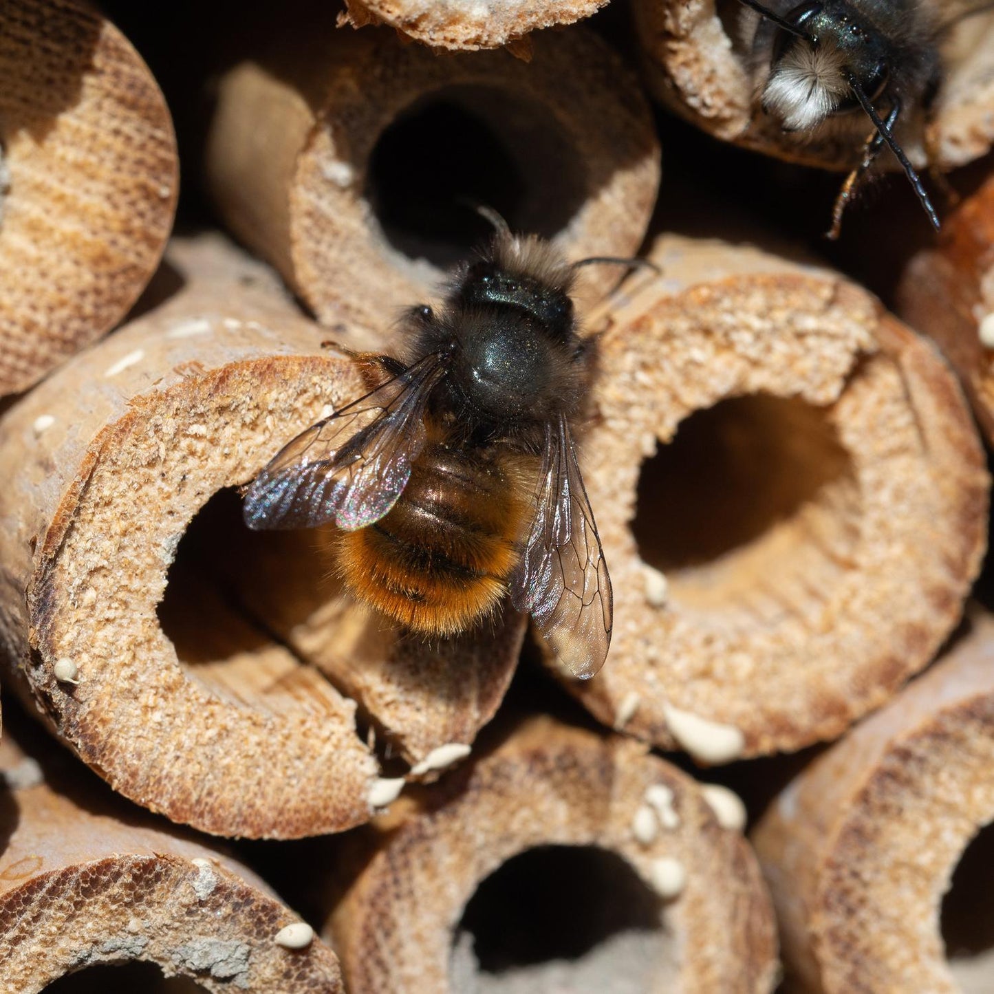 Insect Hotel for Bees & Butterflies