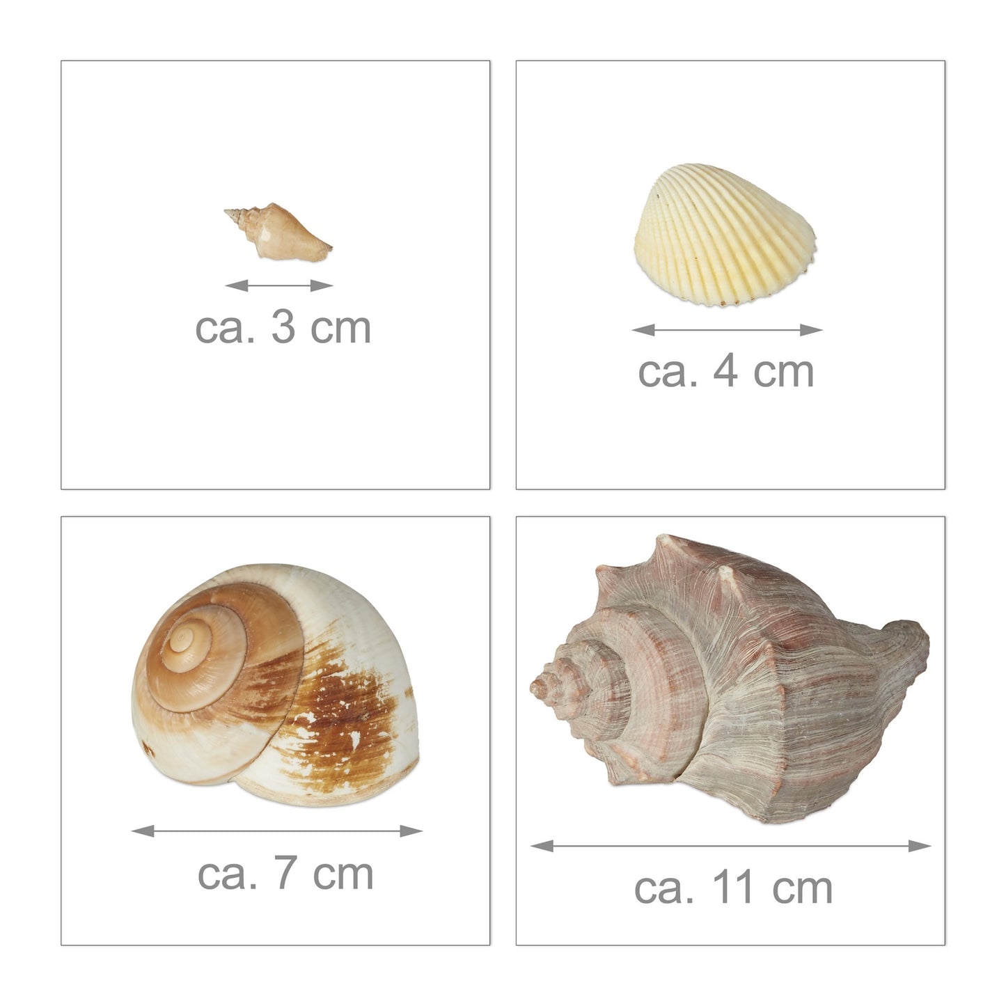 Mix of Sea and Snail Shells 1 kg