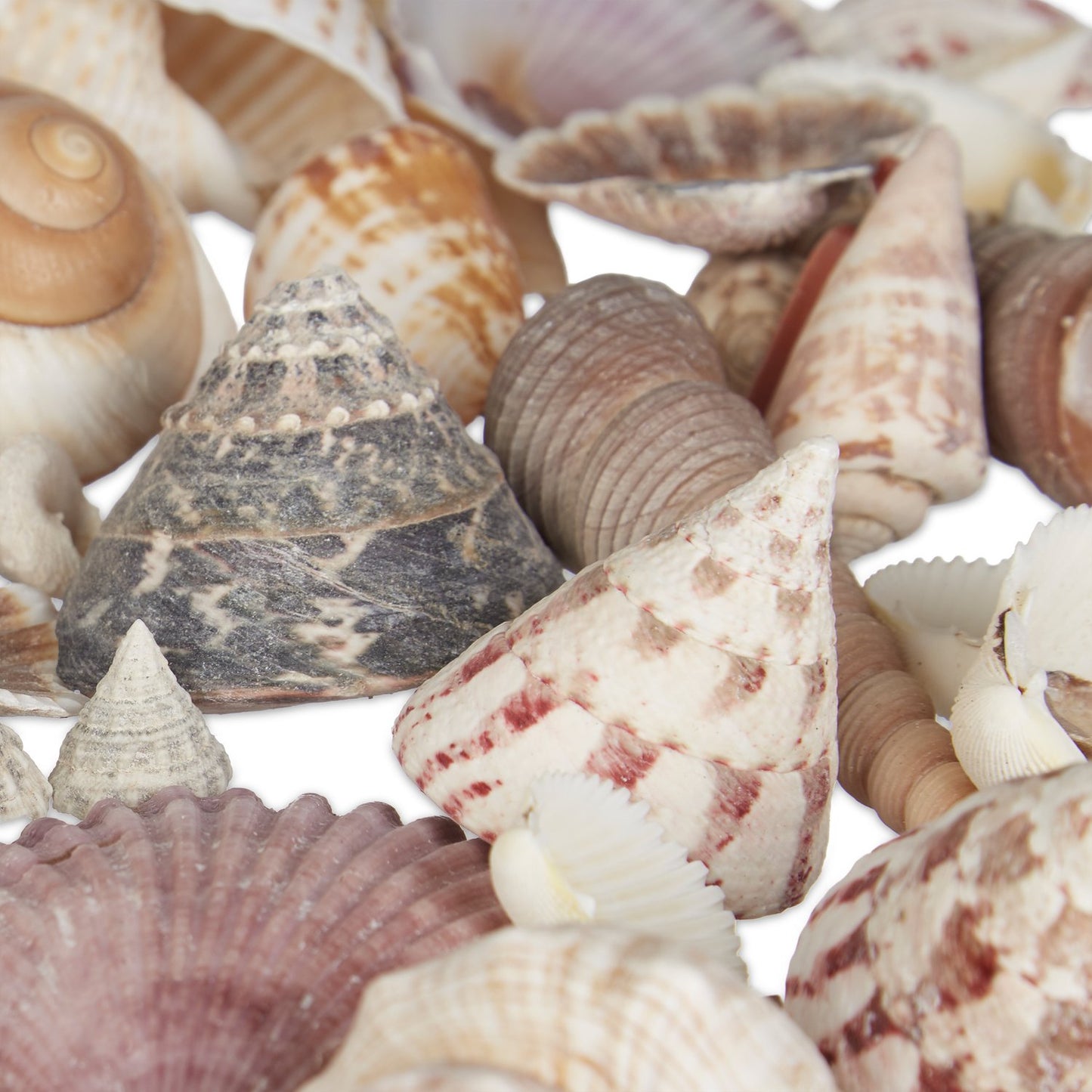 Mix of Sea and Snail Shells 1 kg