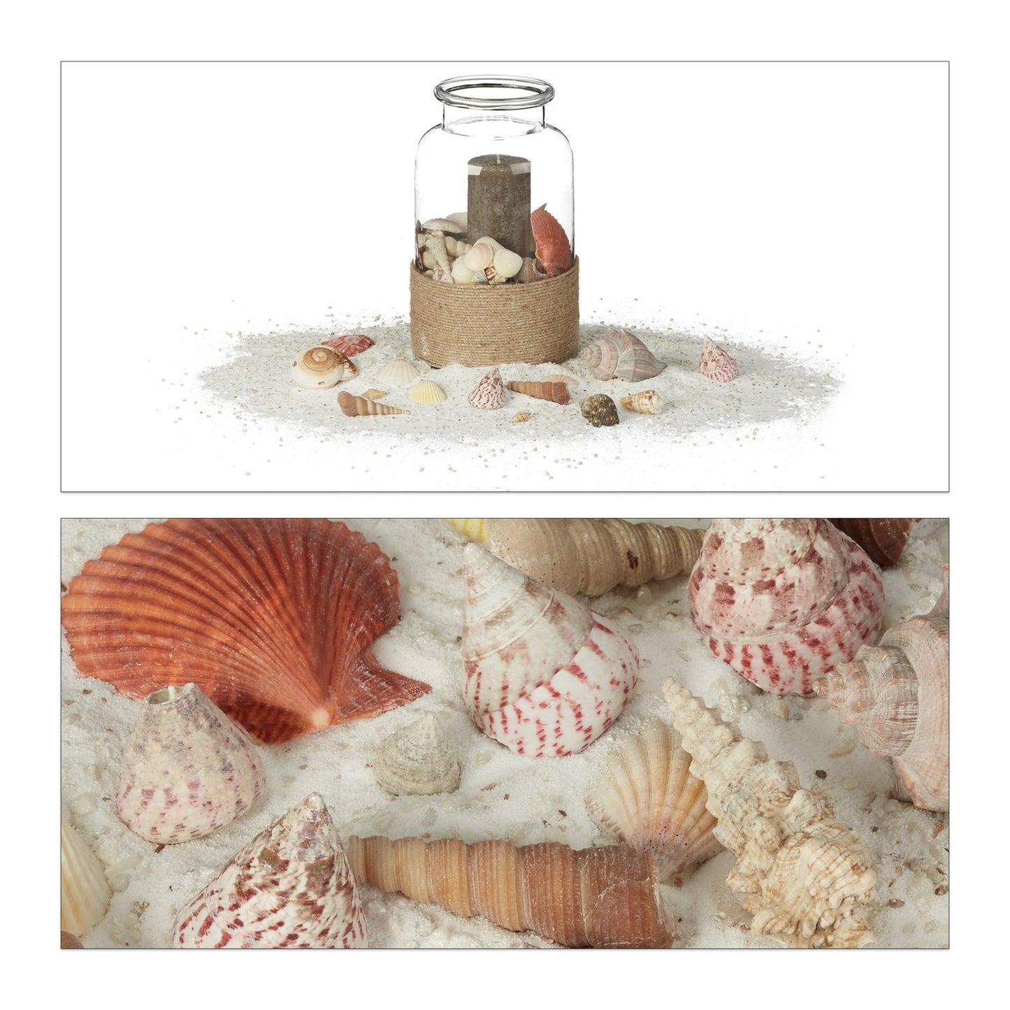 Mix of Sea and Snail Shells 1 kg