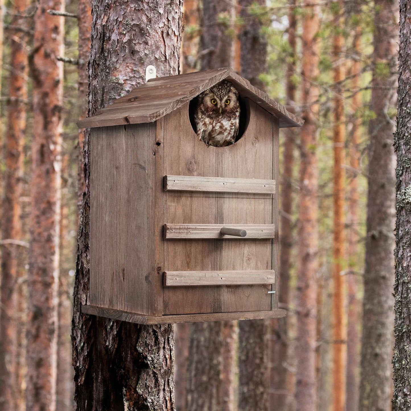Owls Nest Box Wood