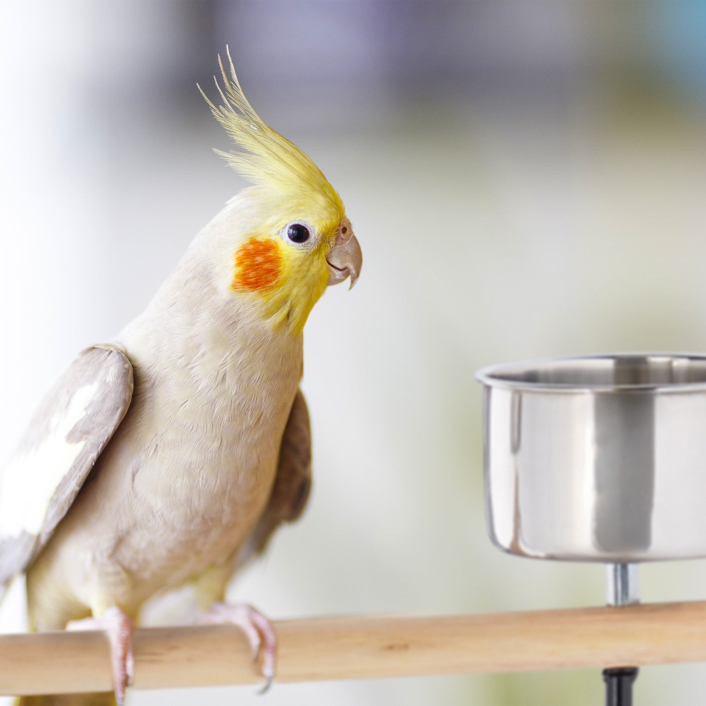 Parrot Perch