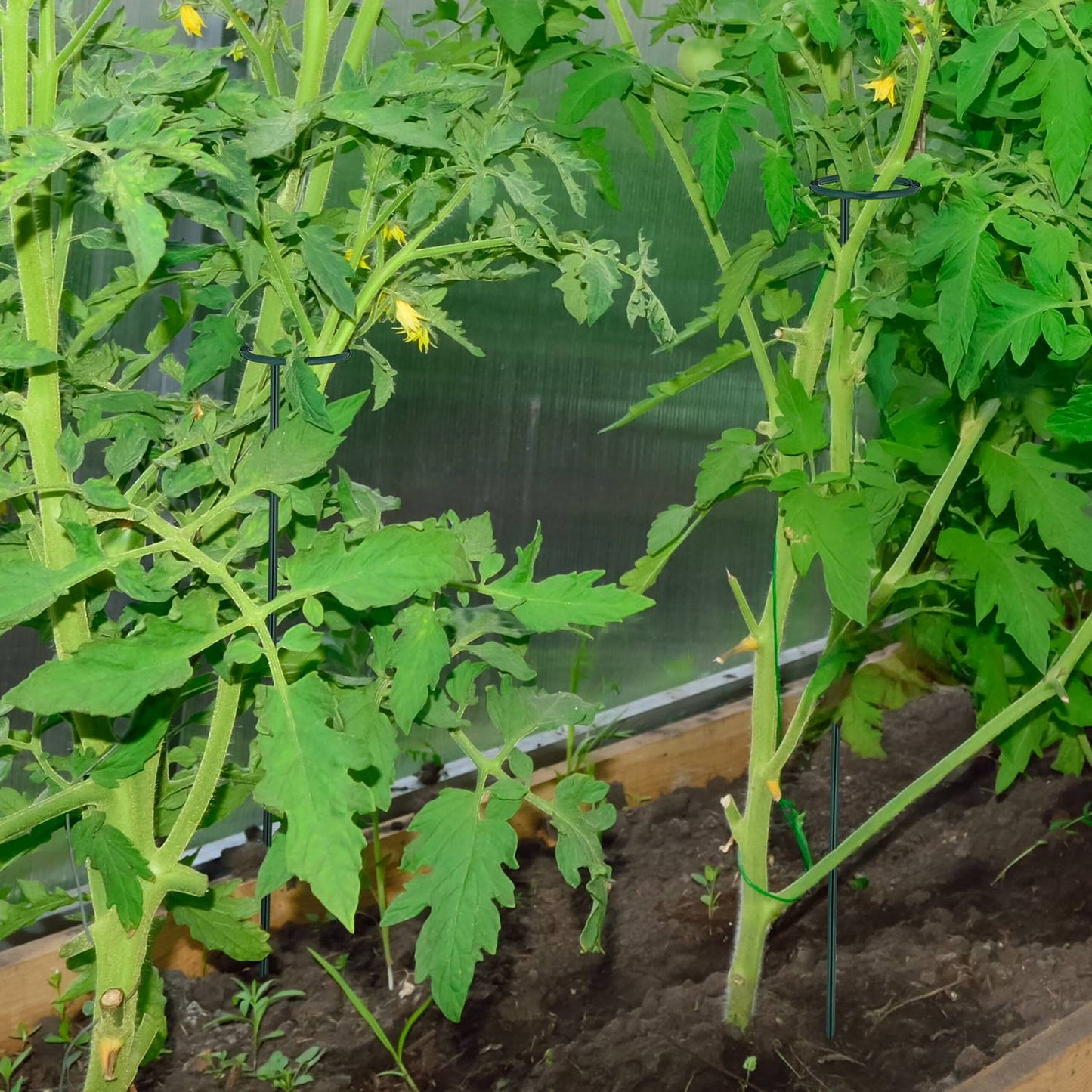 Plant supports in metal 10-pack