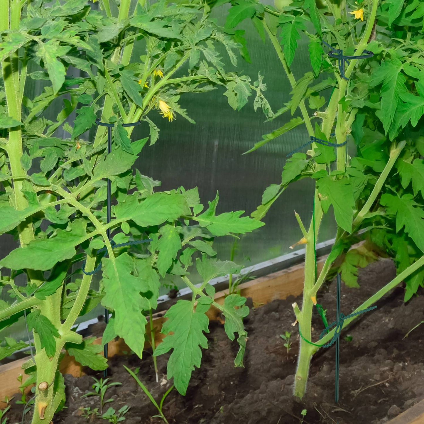 Plant supports in metal, 6-pack