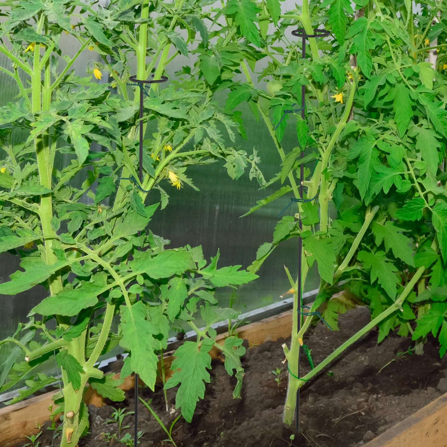 Plant supports in metal, 6-pack