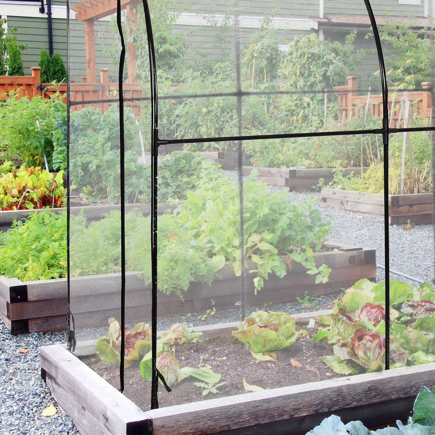 Plastic tomato greenhouse