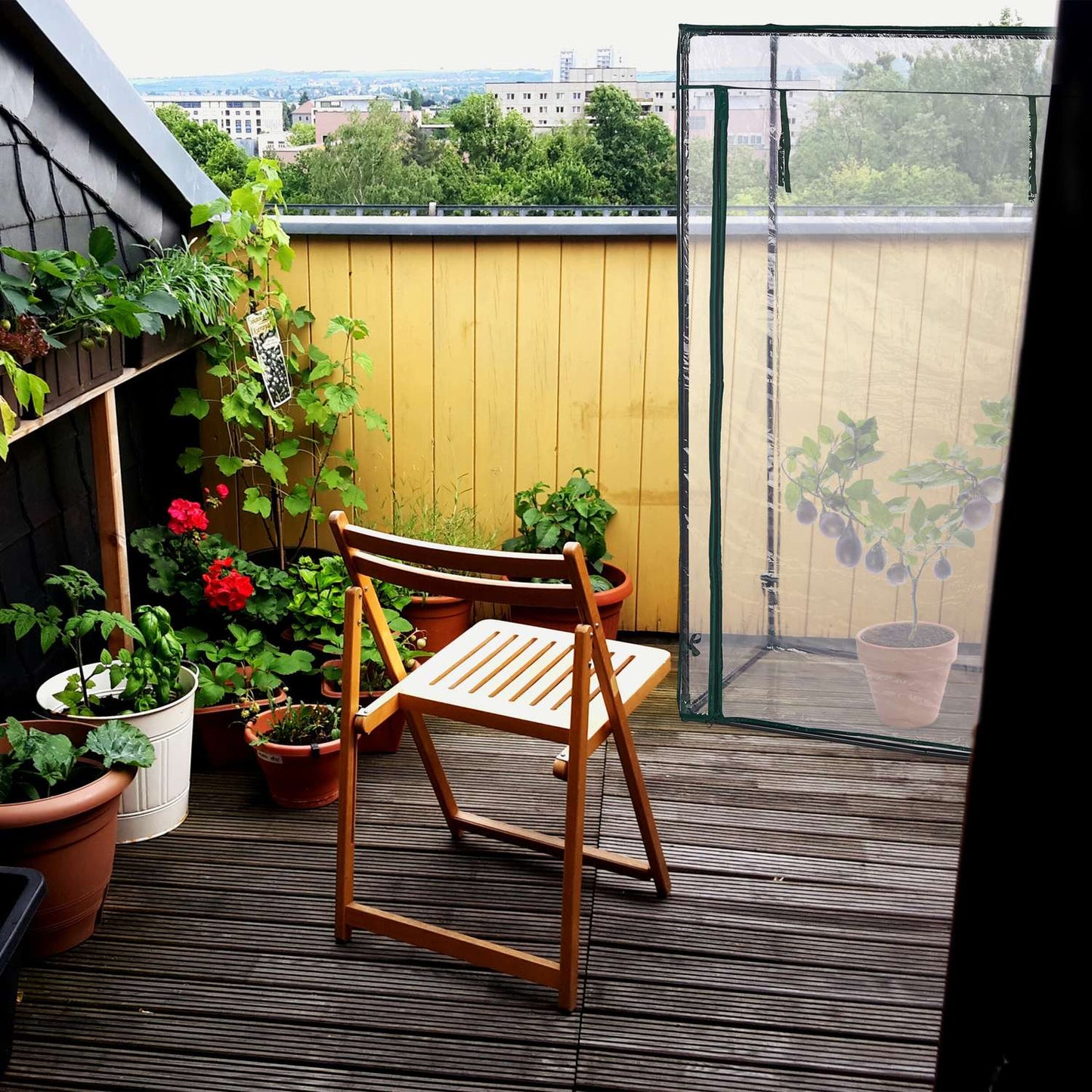 Plastic tomato greenhouse