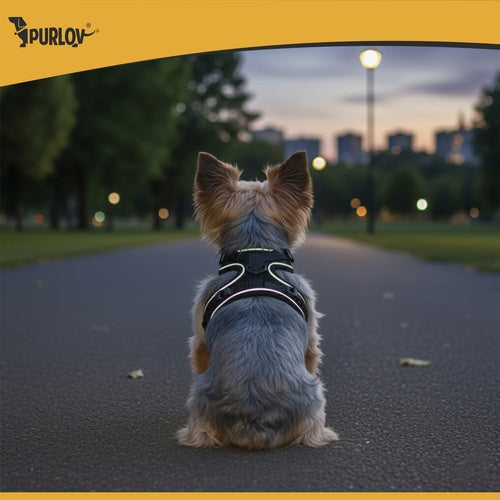 Pressure-Free Dog & Cat Harness with Leash, Size S