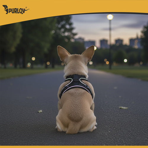 Pressure-Free XS Harness for Dogs & Cats with Leash