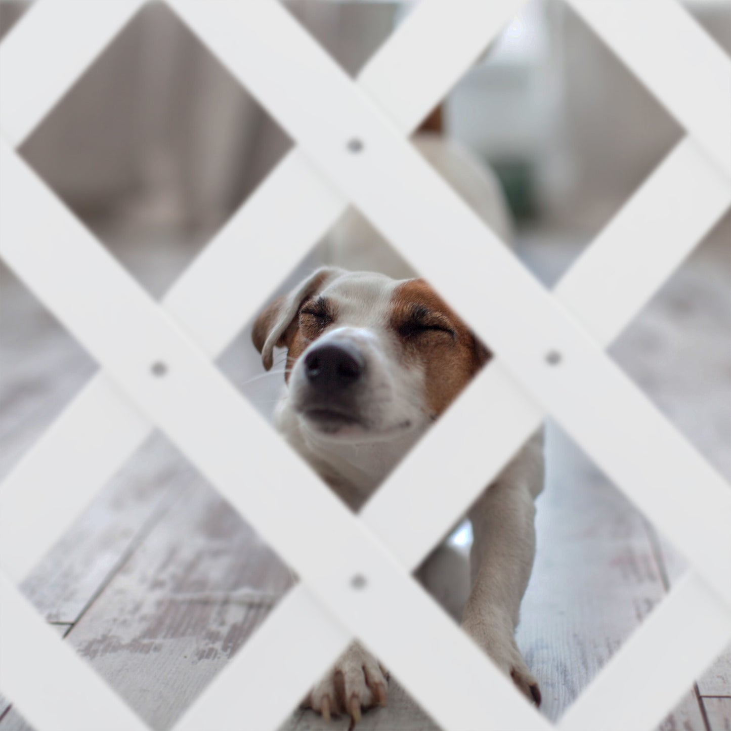 Retractable dog rail in white