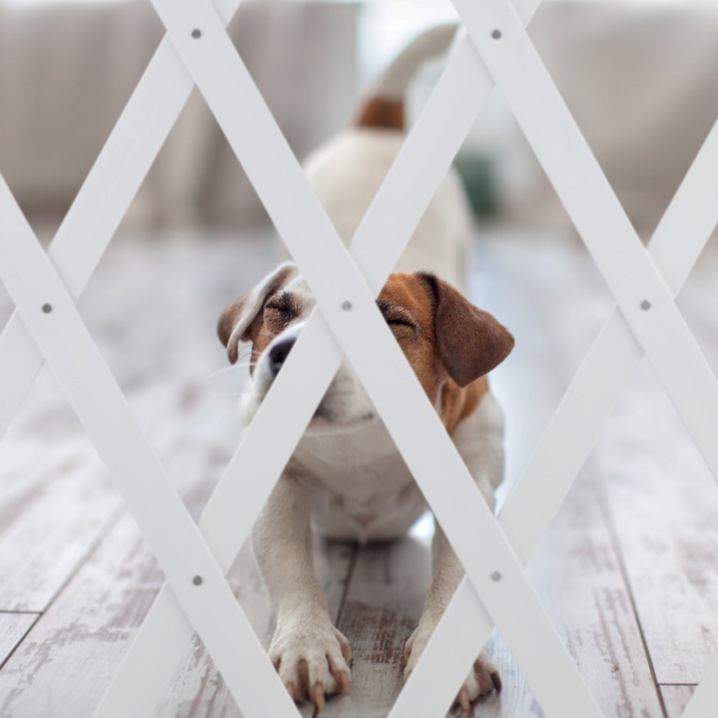 Retractable dog rail in white