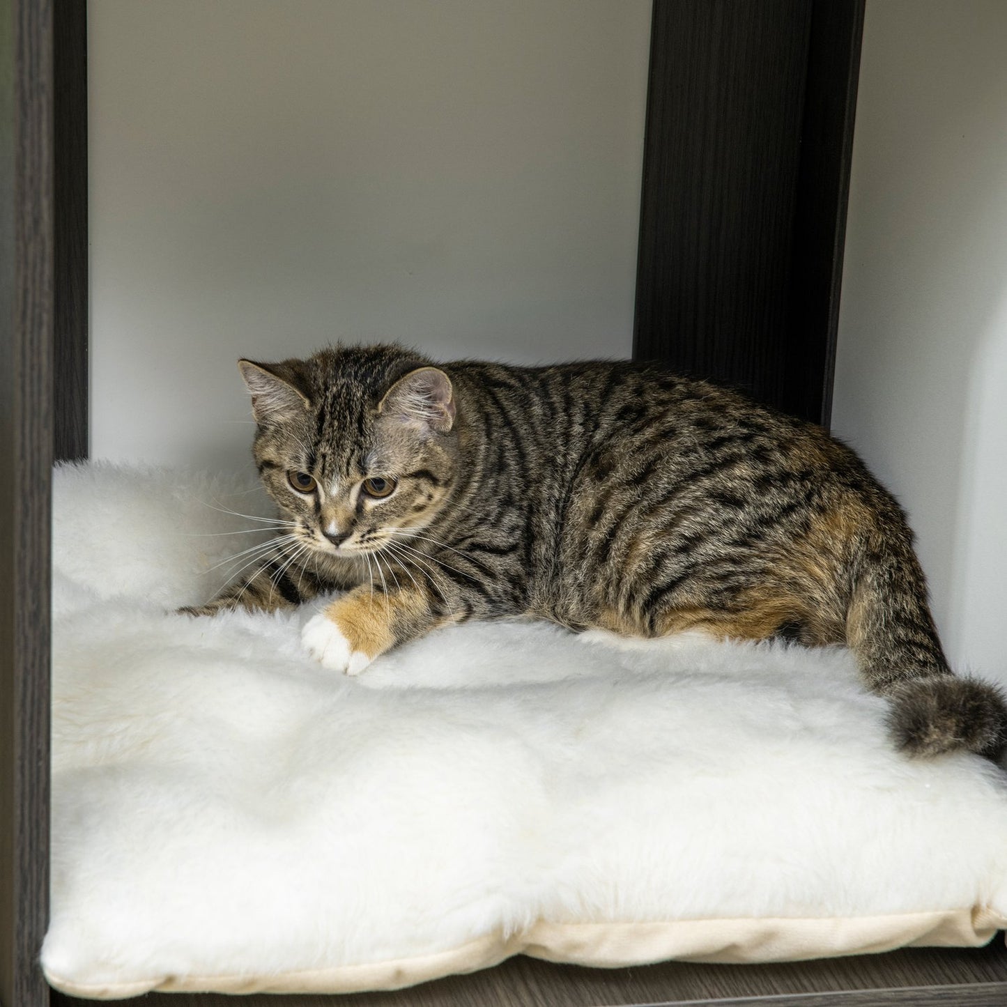 Cat climbing tree with sisal posts and bed, dark grey/white