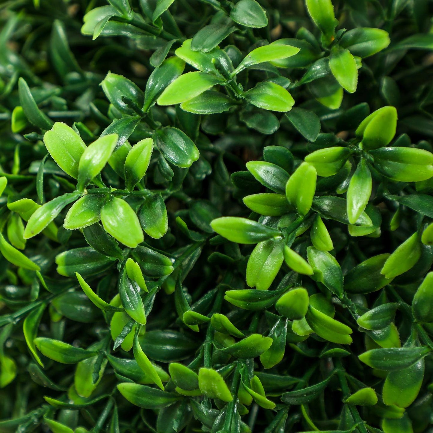 Set of 2 artificial plants, artificial boxwood plants, UV-protected, with pot, green