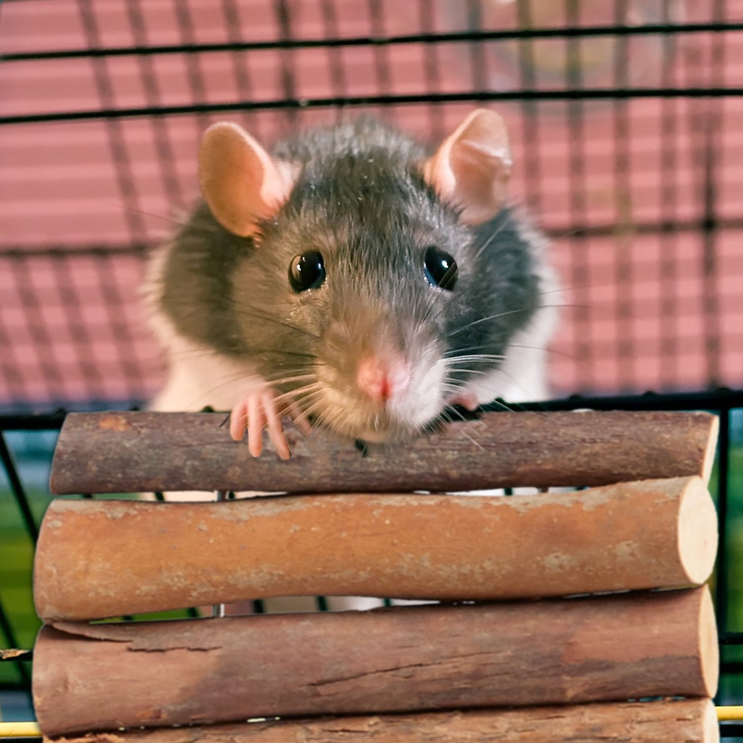 Set of 3 Rodent Bridge Wood 10 x 22 cm