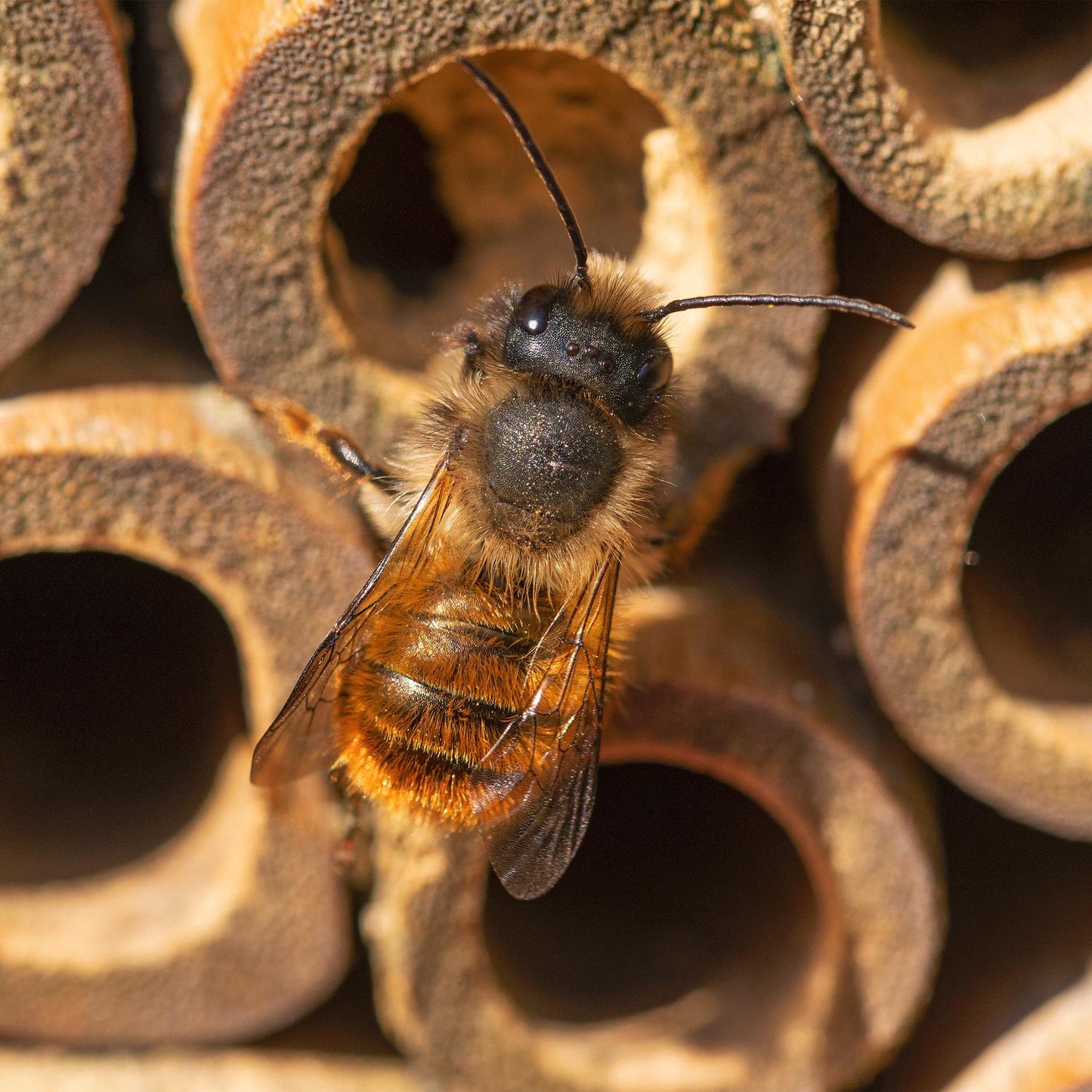 Wild Bee Insect Hotel