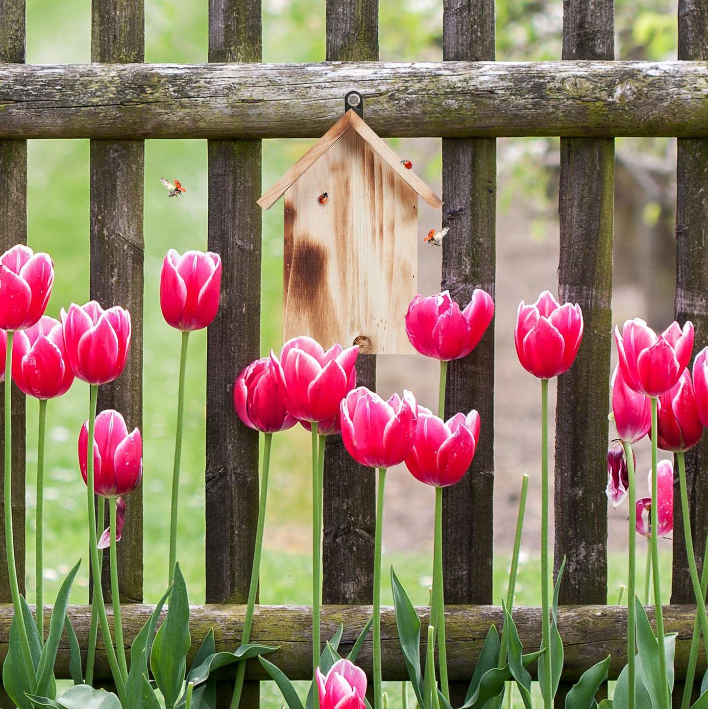 Wooden ladybug house