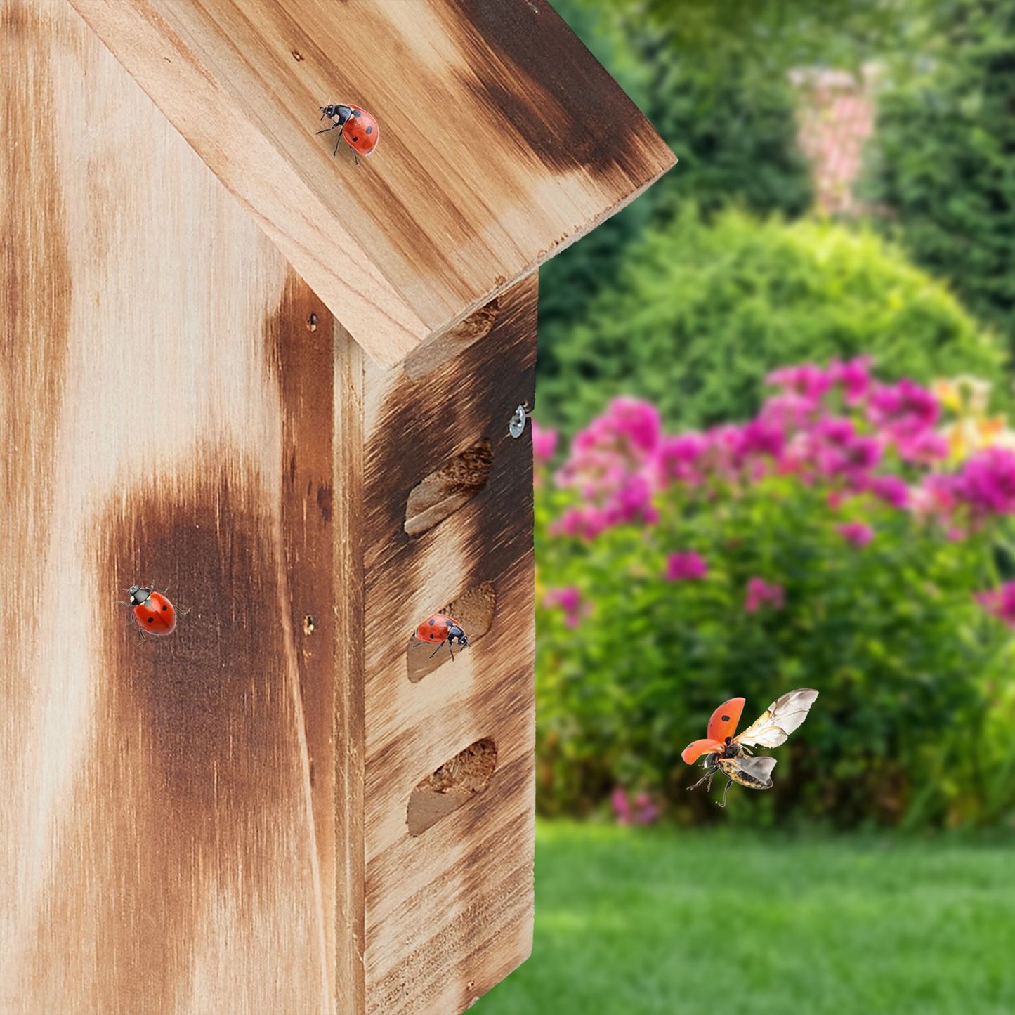 Wooden ladybug house