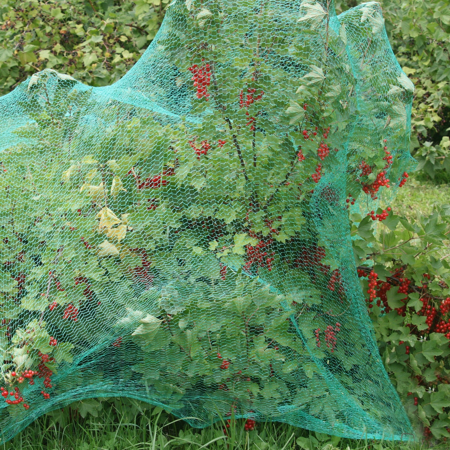 50 sets with ground anchoring