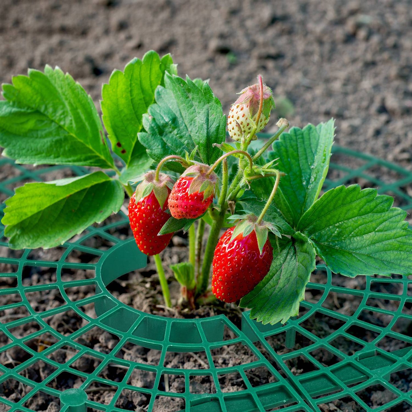 6x Strawberry Supports