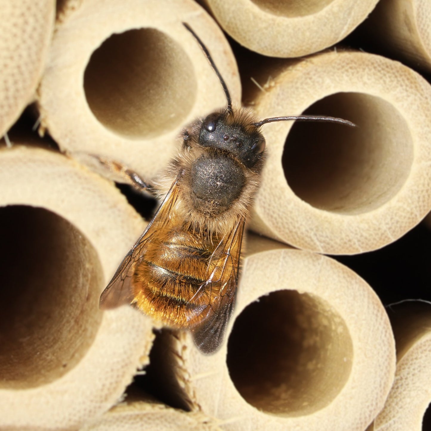 Bee hotel for wild bees