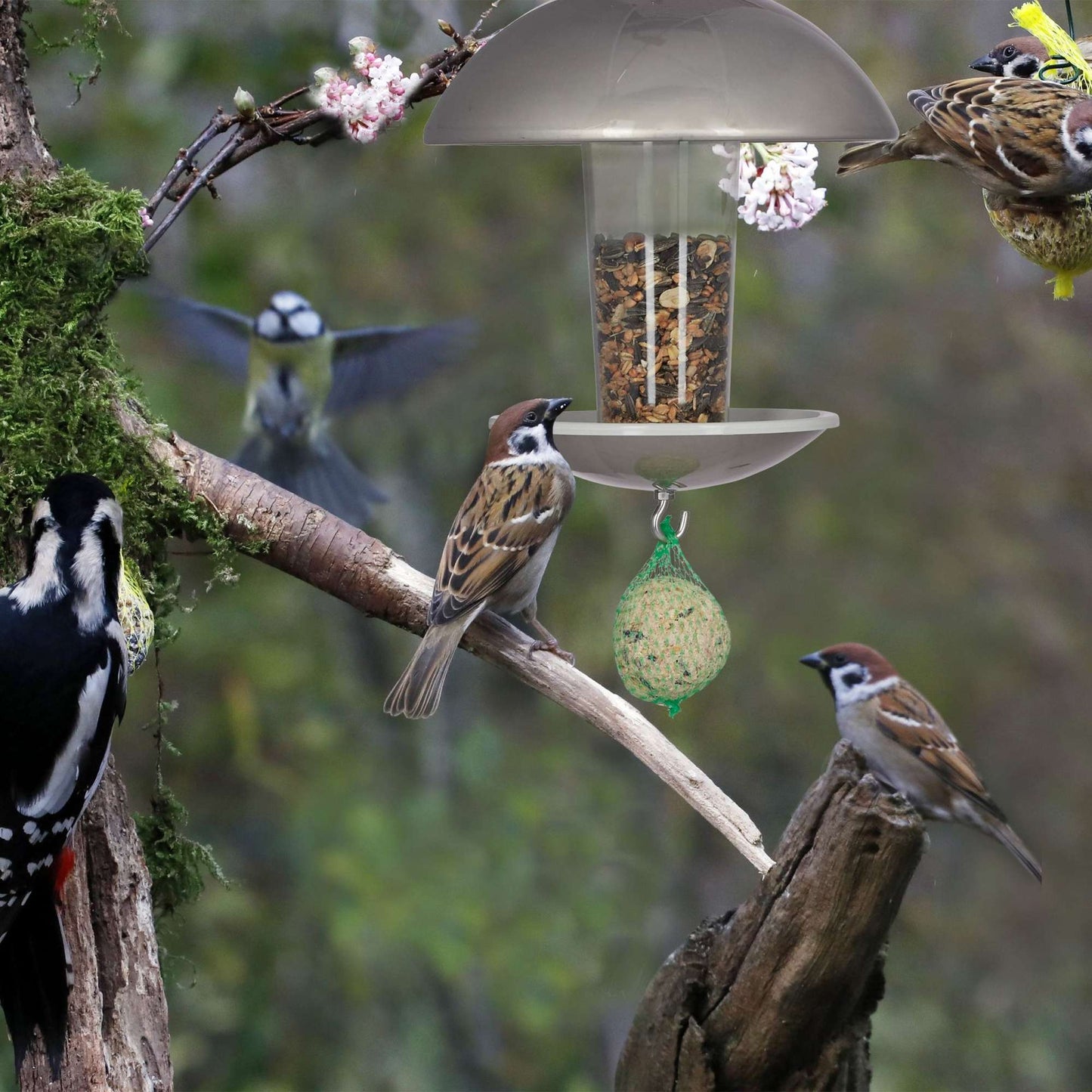 Bird feeder on a stick
