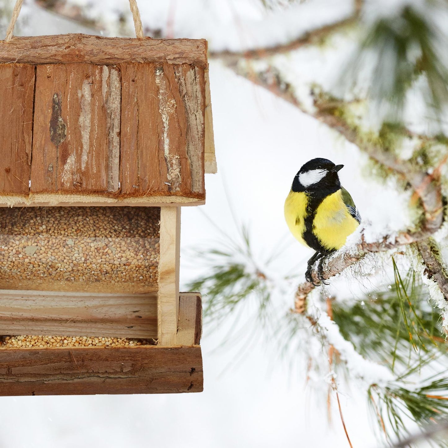 Bird feeder with suspension