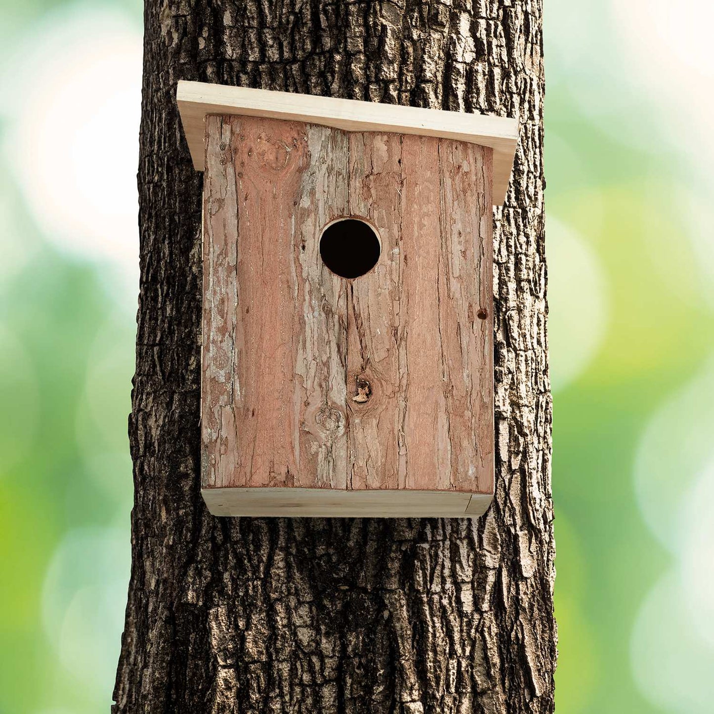 Birdhouse wood