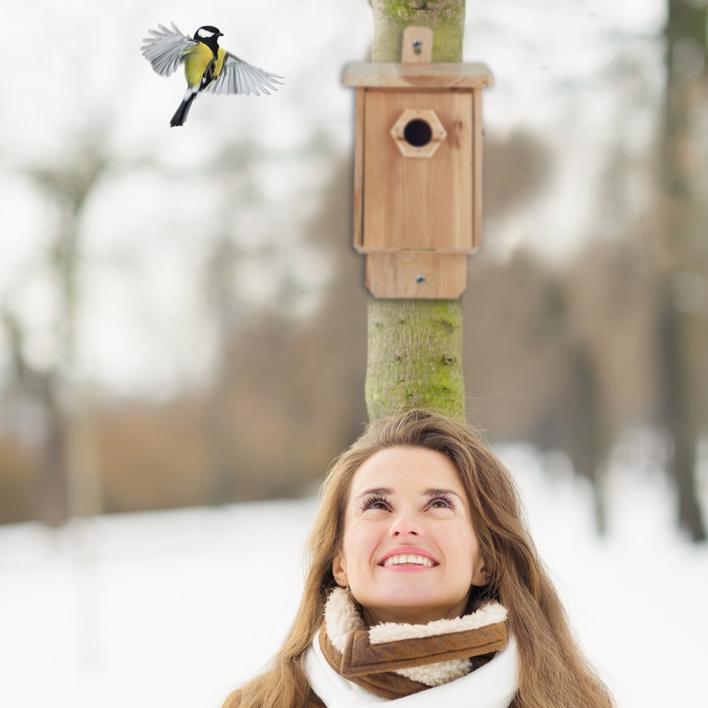 Birdhouse wood