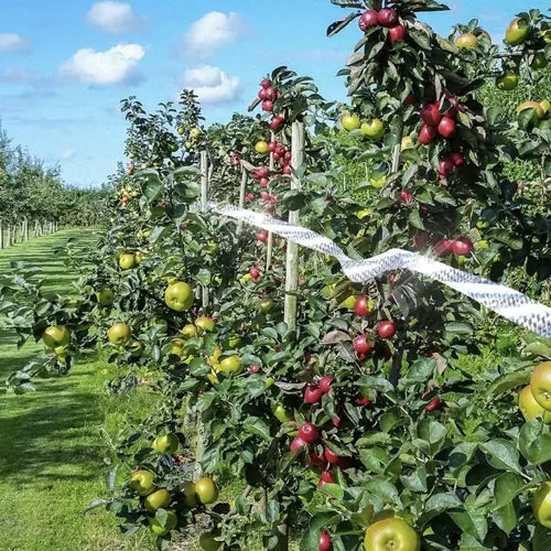 Bird repellent - 50m tape Repest 21042