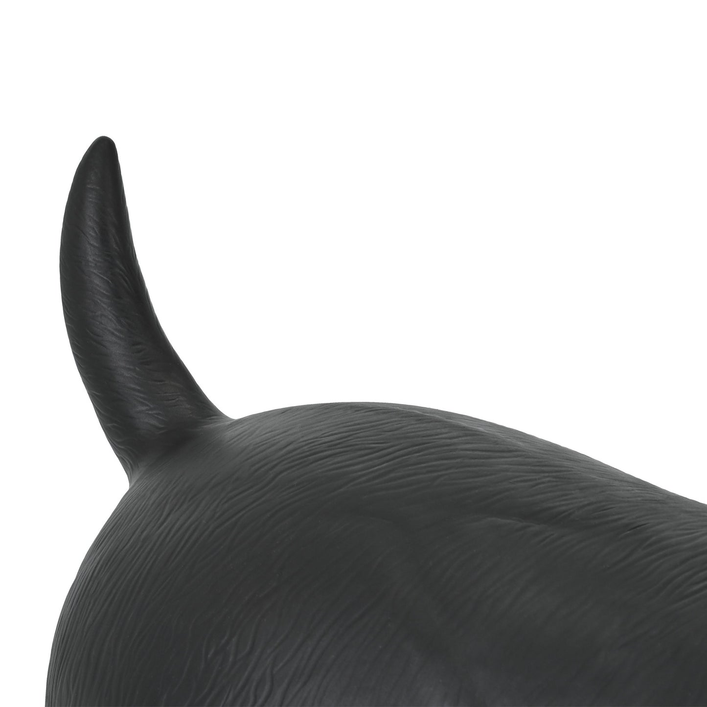 Bouncing animal dog black