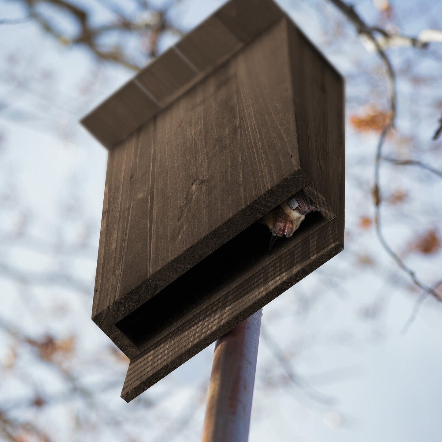 Brown Pine Wood Bat Box