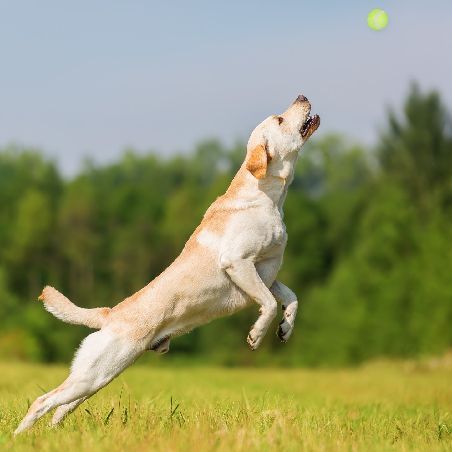 Bullets for dogs set of 2