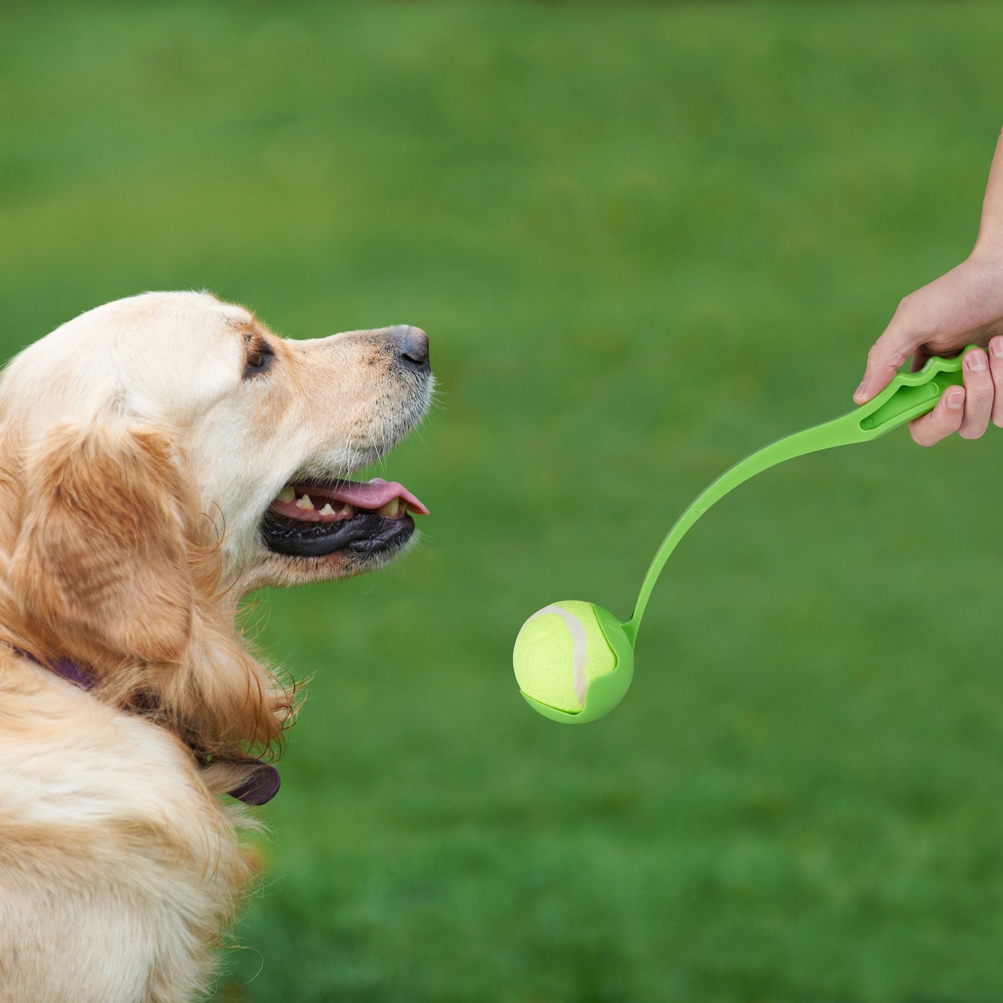 Bullets for dogs set of 2