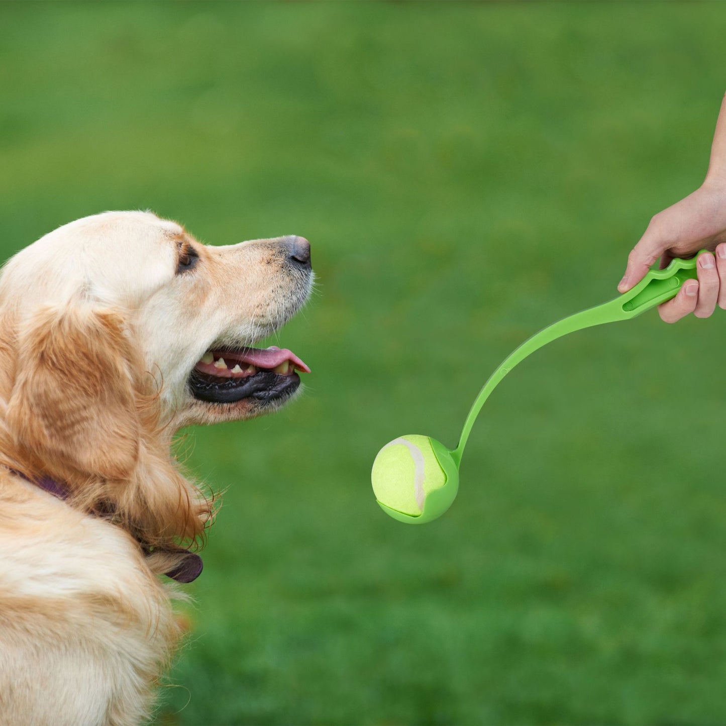 Bullets for dogs set of 2
