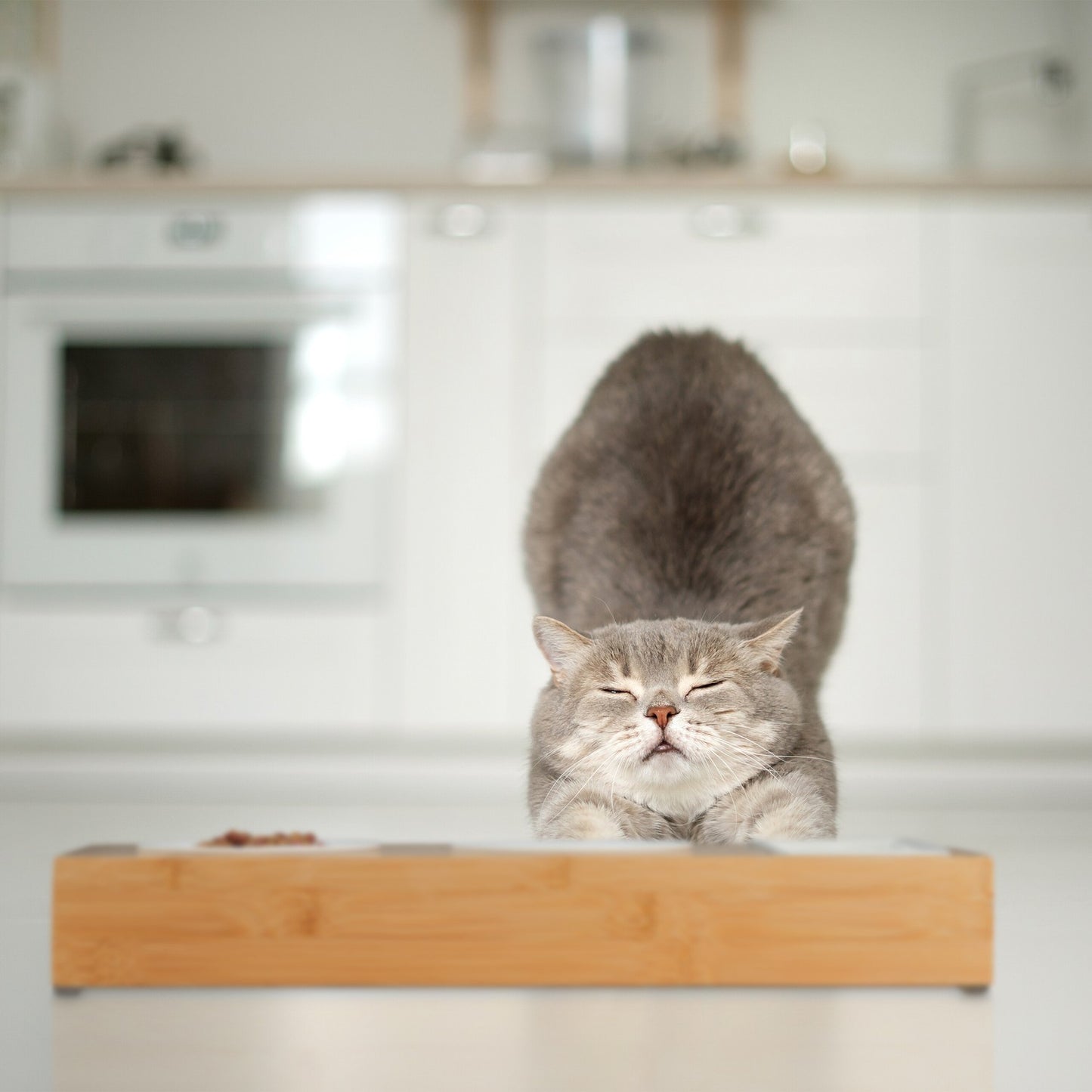 Cat feeding station and cat grass bowl