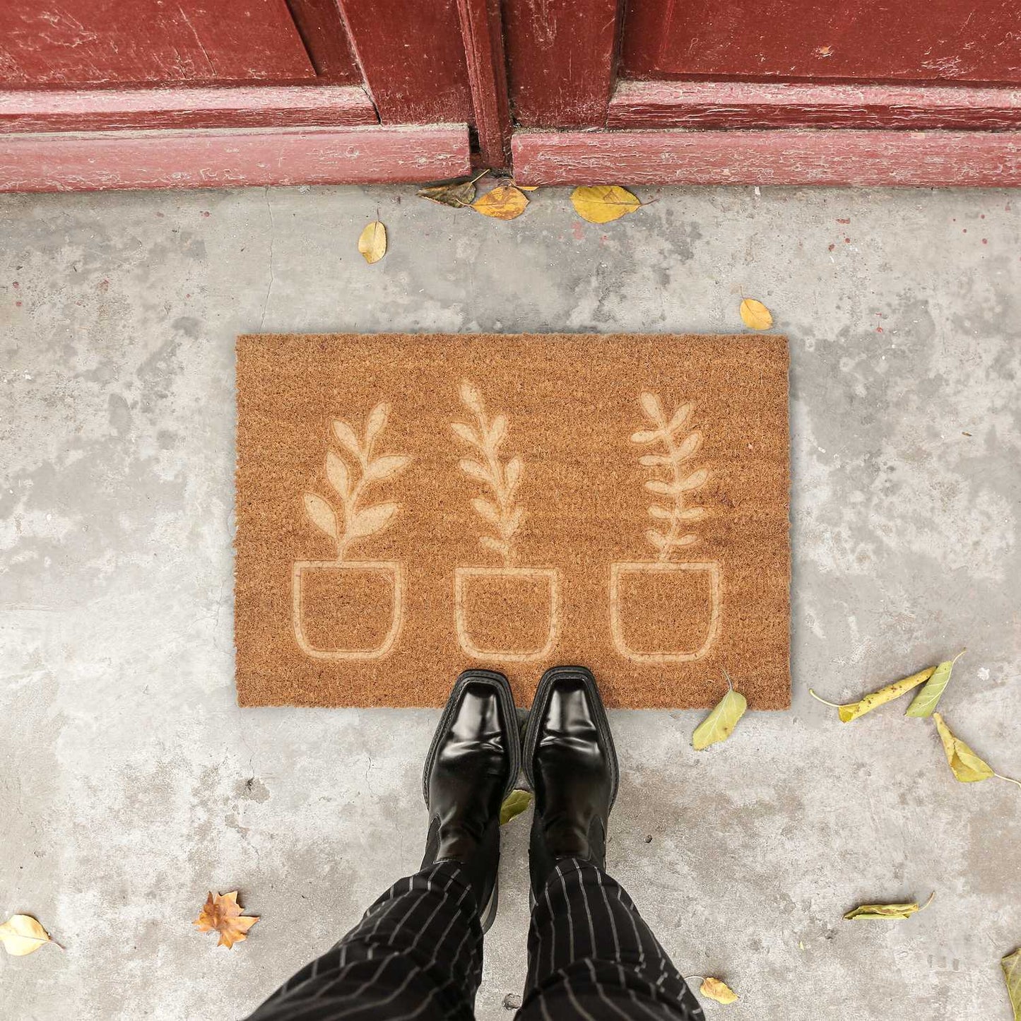 Coconut doormat plants