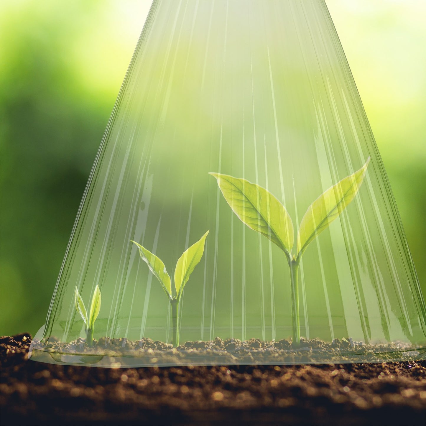 <p>Plant protection grow cups shield your plants from frost and pests, ensuring a healthier start to the season. These mini-greenhouses create a warmer microclimate, promoting faster growth and earlier harvests.</p>

<ul>
<li>Protects plants from frost, h